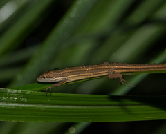 Takydromus luyeanus