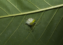 Tetragnatha squamata