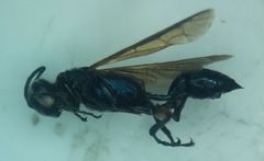 Chalybion femoratum