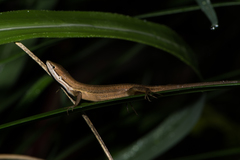 Takydromus luyeanus
