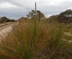 Xanthorrhoea caespitosa