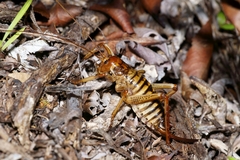 Hemideina crassidens