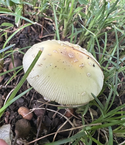 Amanita orientigemmata