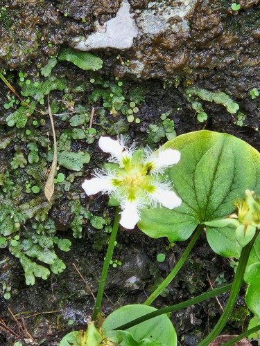 Eastern bog star (Parnassia wightiana)