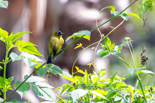 Capped White-eye (Zosterops fuscicapilla), photo 3