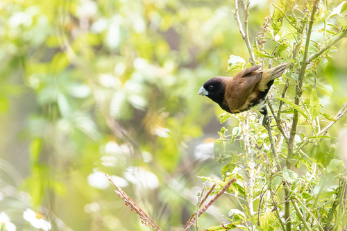 Black-breasted Mannikin (Lonchura teerinki), photo 4