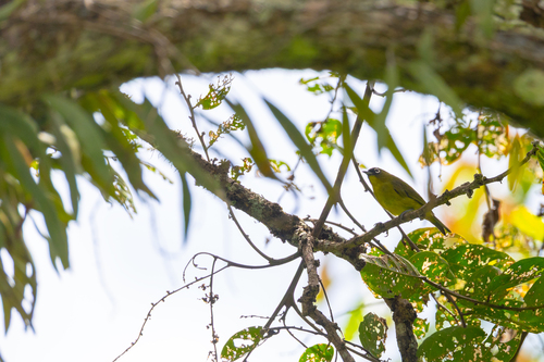 Capped White-eye (Zosterops fuscicapilla), photo 2
