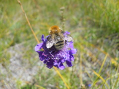 Bombus schrencki