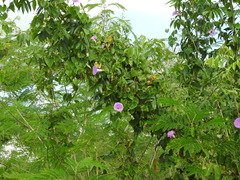 Ipomoea crinicalyx