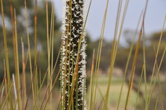 Xanthorrhoea caespitosa