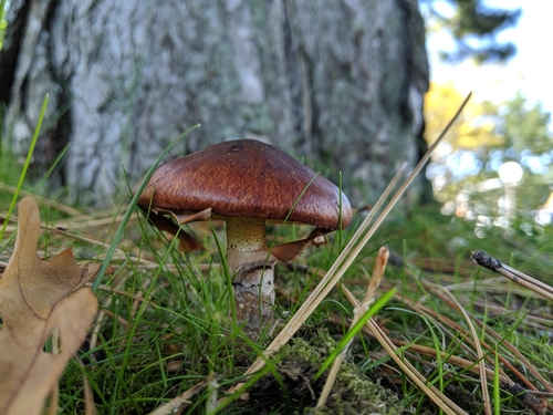 Suillus luteus — (c) Jenny Kirkpatrick, some rights reserved (CC BY)