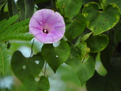 Ipomoea crinicalyx