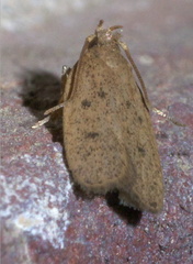 Glyphidocera