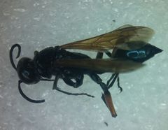 Chalybion femoratum