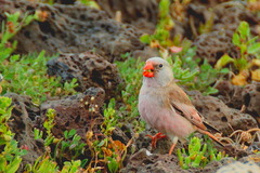 Bucanetes githagineus