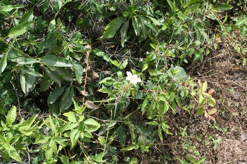 Barleria trispinosa