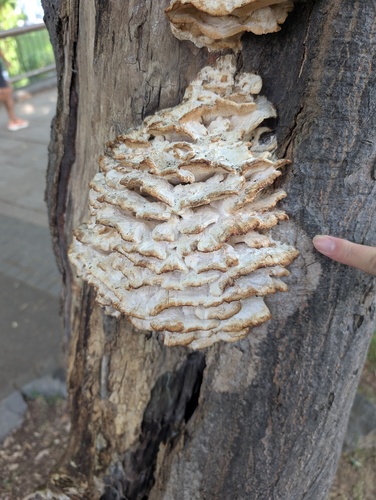 Climacodon septentrionalis