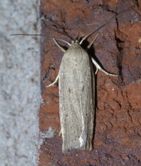 Gonioterma mistrella