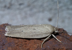 Gonioterma mistrella