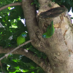 Cyclopsitta diophthalma