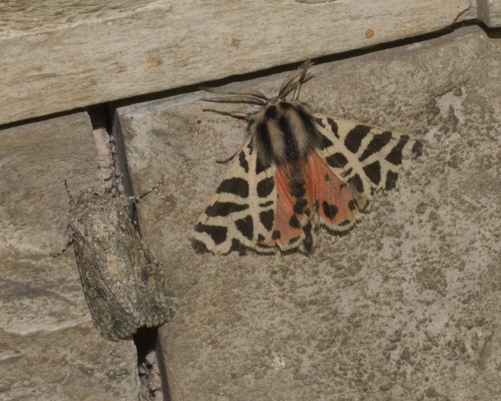Nevada Tiger Moth