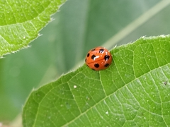 Coelophora inaequalis