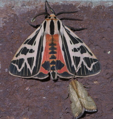 Apantesis phyllira