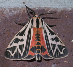 Apantesis phyllira