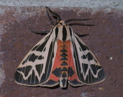Apantesis phyllira
