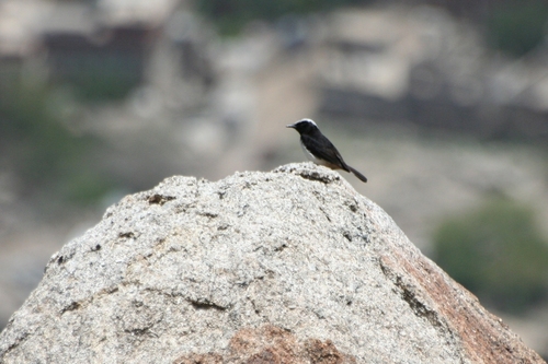 Arabian Wheatear