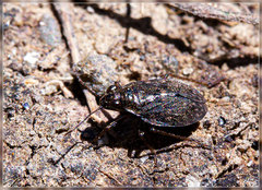 Zemacrosaldula whakarunga