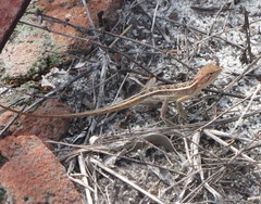 Diporiphora jugularis