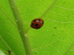 Coelophora inaequalis