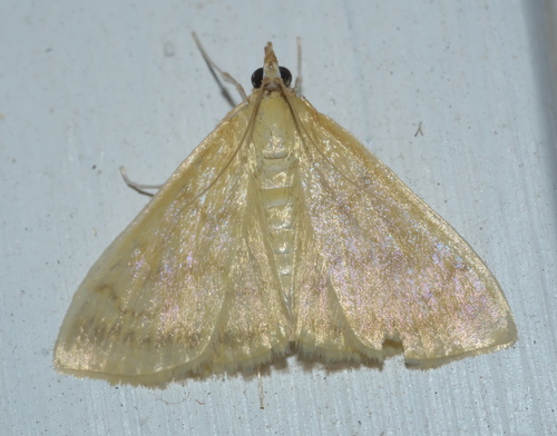 Common Hahncappsia Moth photo 4