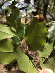 Syzygium francisii