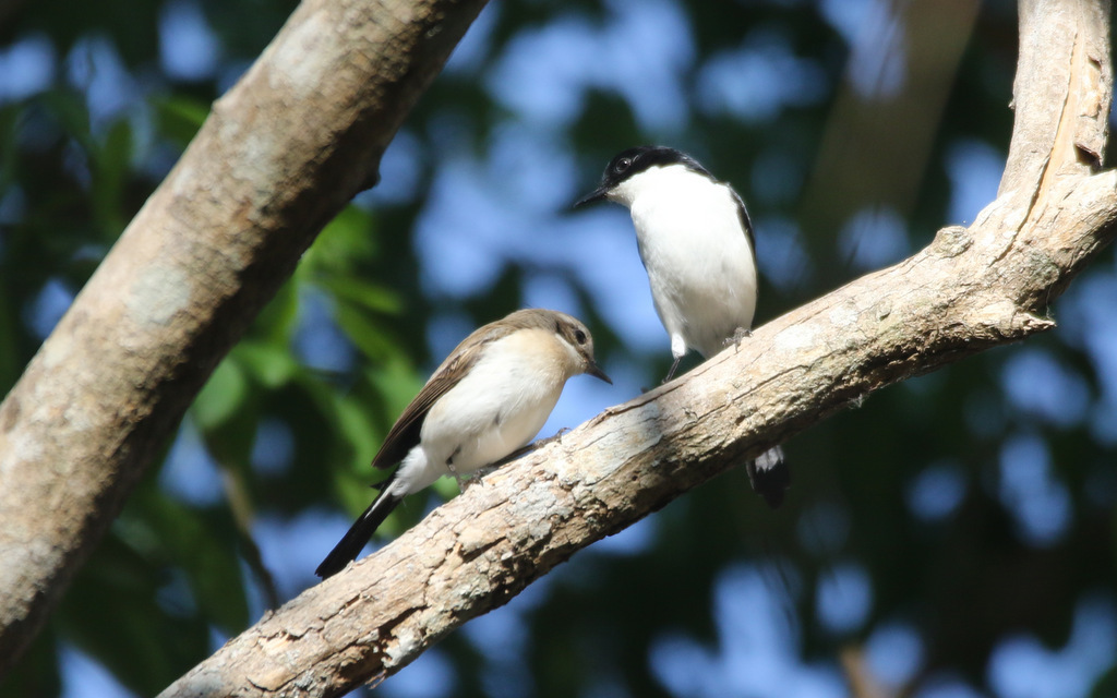 White-Bellied Bush Chat