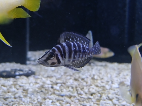 Pearly compressed cichlid (Altolamprologus calvus) — Cichlidae — 3