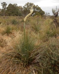 Xanthorrhoea caespitosa