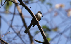 Rhipidura rufiventris