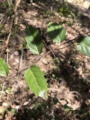 Aphananthe philippinensis