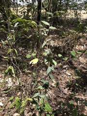 Aphananthe philippinensis