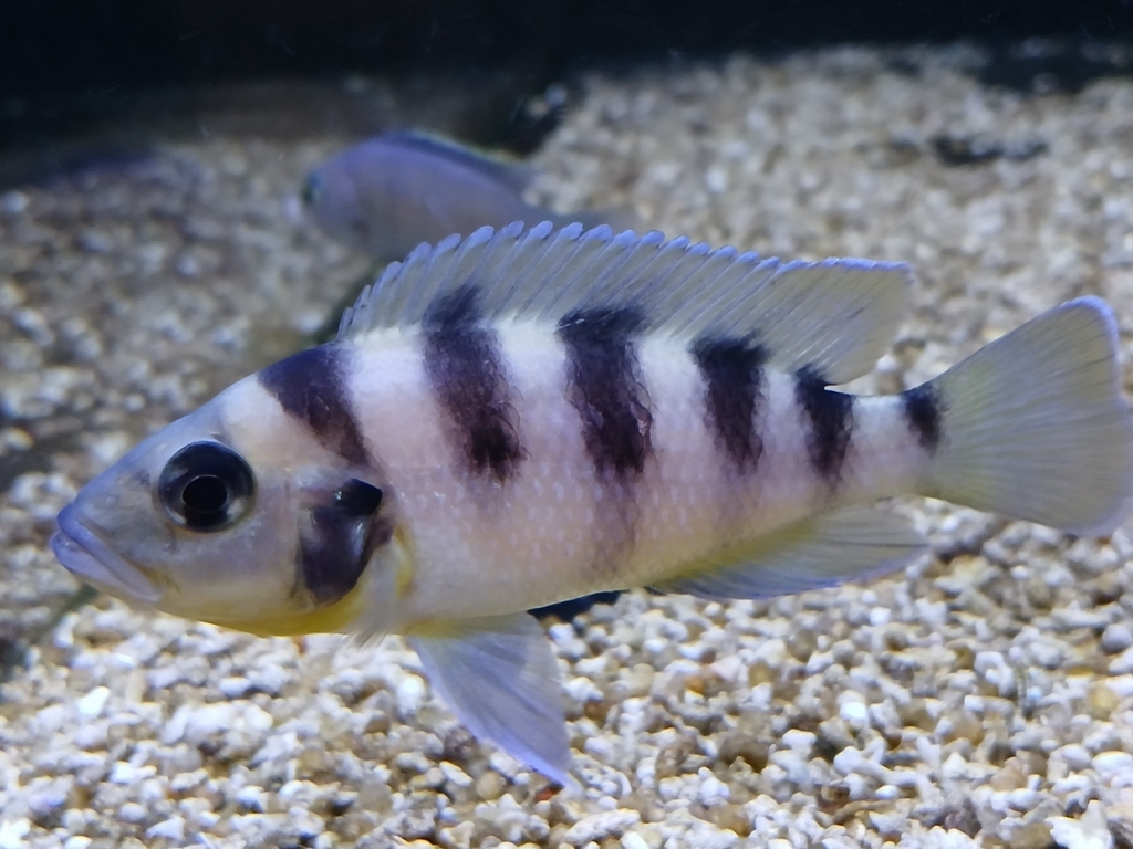 Sixbar lamprologus (Neolamprologus sexfasciatus) — Cichlidae