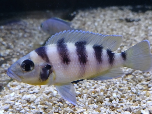 Zesbandcichlide (Neolamprologus sexfasciatus) — Cichlidae