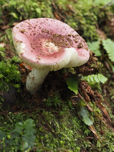 Russula