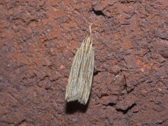 Helcystogramma hystricella