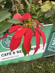 Euphorbia pulcherrima