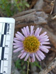 Erigeron blochmaniae