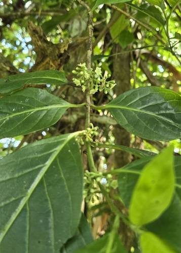 Merrilliodendron megacarpum observed 2025-09-20