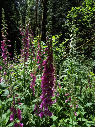 Digitalis purpurea — photo 3