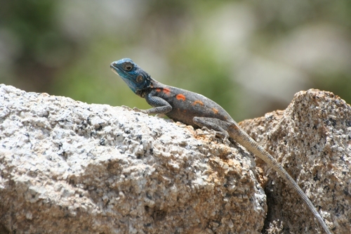 Sinai Agama